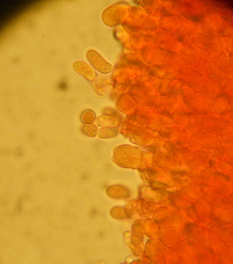 da determinare (Phanerochaete sordida)